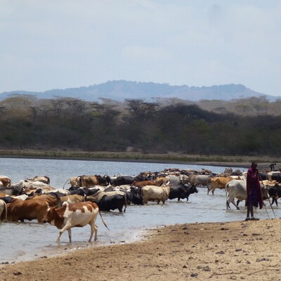 A Maasai pastoralist taking livestock to drink from the Olkitikiti Dam