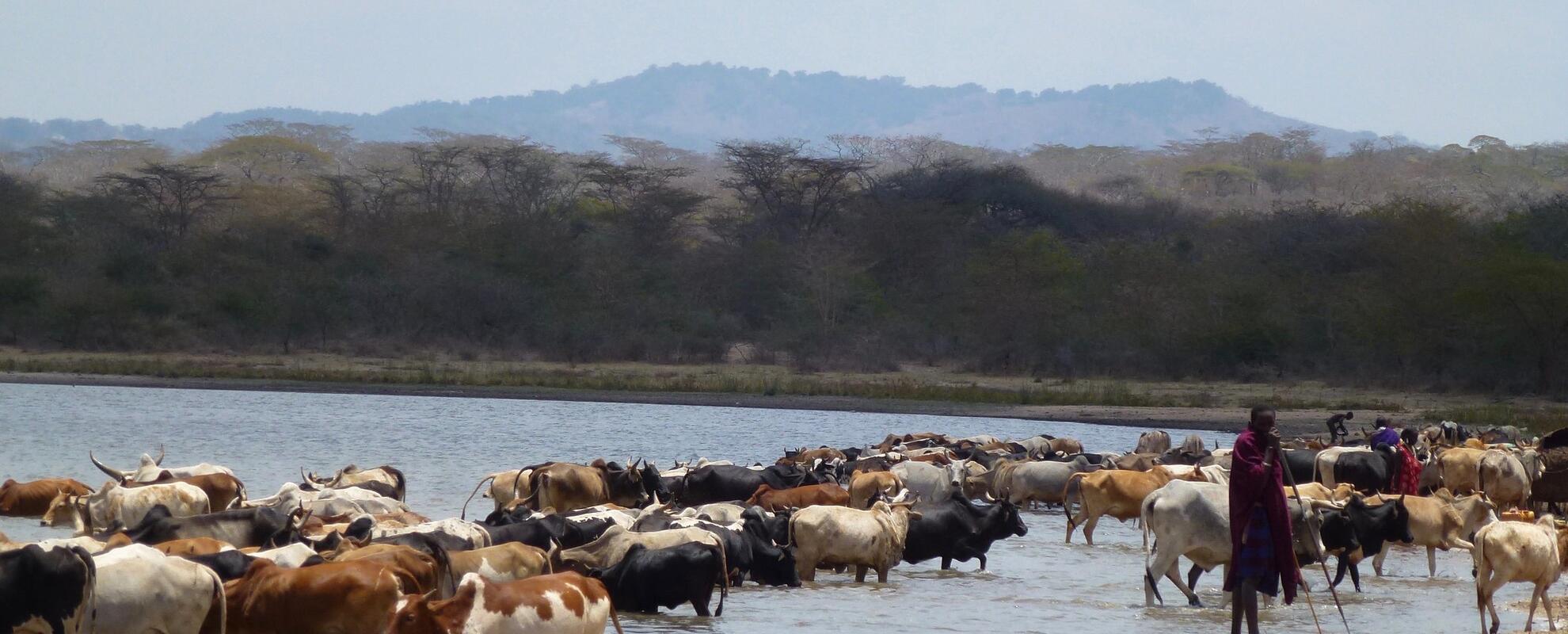 Livestock