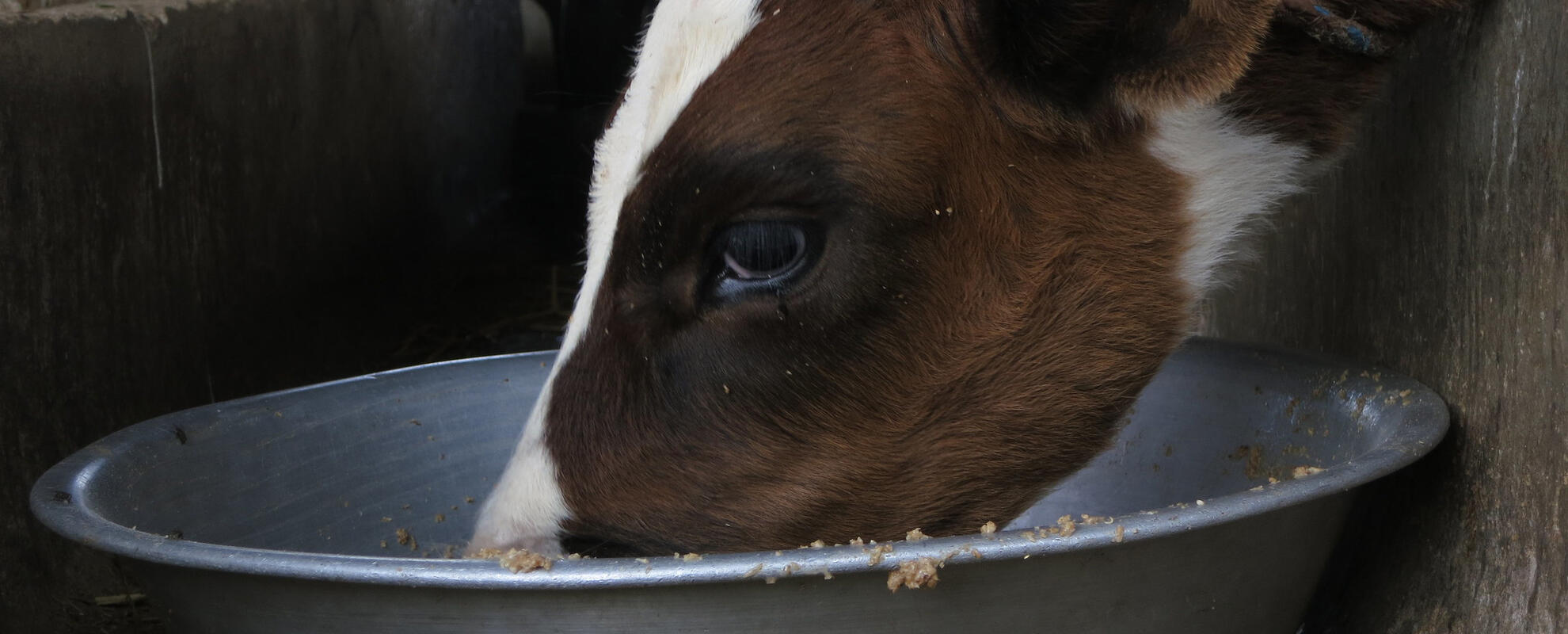 Calf eating in a dairy household